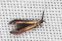 Coleophora mayrella