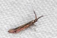 Coleophora mayrella