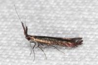 Coleophora mayrella