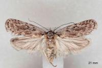 Depressaria floridella