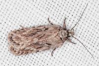 Depressaria floridella