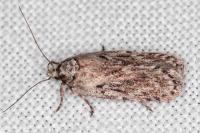 Depressaria floridella