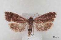 Grapholita tenebrosana