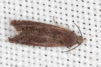 Grapholita tenebrosana
