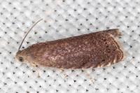 Grapholita tenebrosana