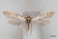 Epermenia aequidentella