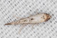 Epermenia aequidentella