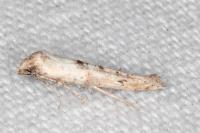 Epermenia aequidentella