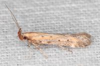 Metzneria paucipunctella