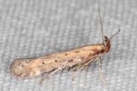 Metzneria paucipunctella