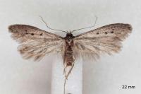 Hypatopa binotella