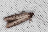 Hypatopa binotella