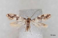 Infurcitinea captans