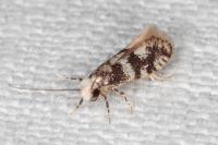 Infurcitinea captans