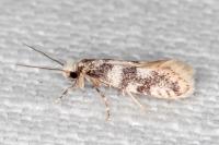 Infurcitinea captans