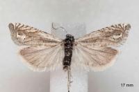 Eucosma