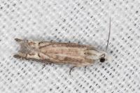 Eucosma