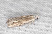 Eucosma