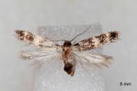 Apatema proteroclina