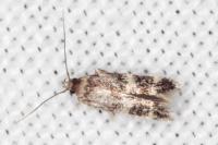 Apatema proteroclina