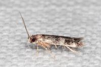 Apatema proteroclina