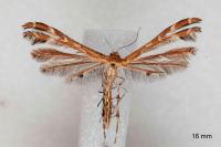 Oxyptilus propedistans