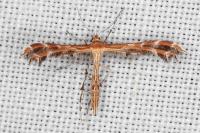 Oxyptilus propedistans