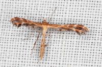 Oxyptilus propedistans