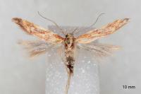 Metzneria aprilella