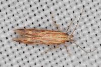 Metzneria aprilella