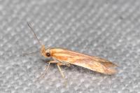 Metzneria aprilella