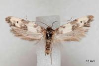 Enolmis agenjoi
