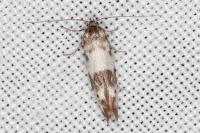 Enolmis agenjoi