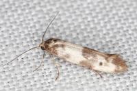 Enolmis agenjoi