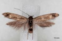 Scythris scopolella