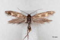 Scythris scopolella