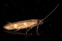 Scythris scopolella