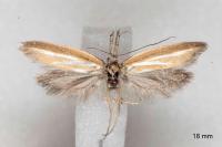 Pleurota tabelli