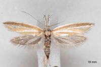 Pleurota tabelli