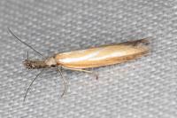 Pleurota tabelli