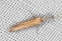 Pleurota aristella