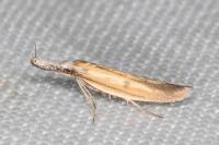 Pleurota aristella