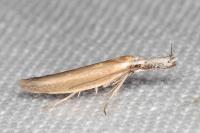 Pleurota aristella