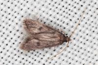 Eurodachtha siculella