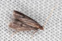 Eurodachtha siculella