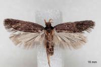Homaloxestis briantiella