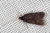 Homaloxestis briantiella
