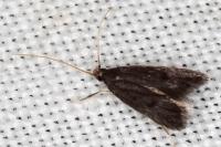 Homaloxestis briantiella