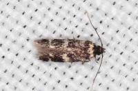Apatema proteroclina