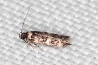 Apatema proteroclina